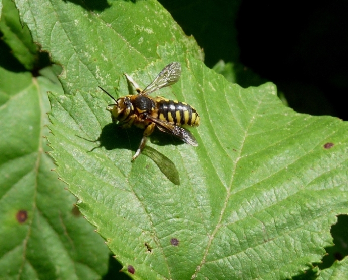 Maschio di Anthidium